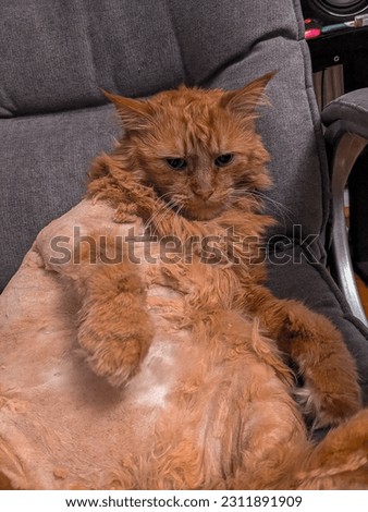 Very funny cat sitting in the chair. Big, fat ginger cat is thinking about something important. Cute home pet photography.