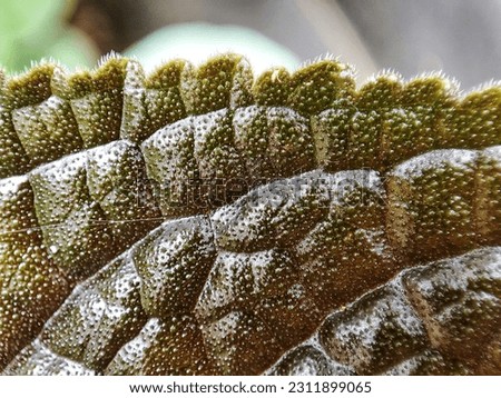 Close up view of a unique and textured skin green leaf