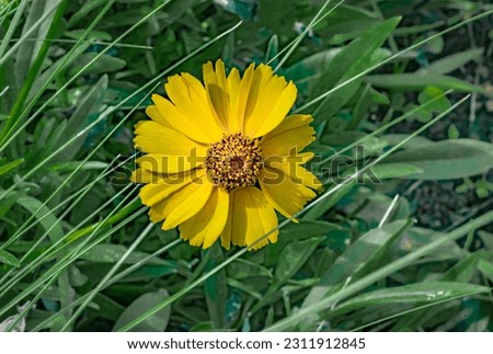 Close-up of yellow california brittlebush wildflower, delicate petals, intricate pollen details, and natural fragility. Royalty-Free Stock Photo #2311912845