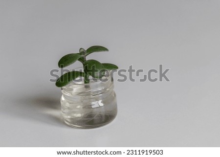Jade plant propagation in small jar full of water. Succulent water propagation. Crassula Ovata succulent trying to grow in water. Easy to care plant. Hope for new growth. Money plant waiting to grow. Royalty-Free Stock Photo #2311919503