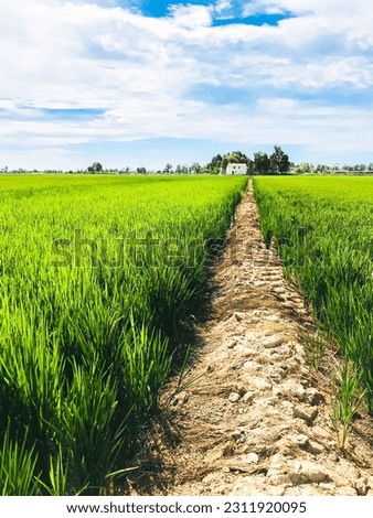 Scenic view of a rice field and a path in Delta de l’Ebre