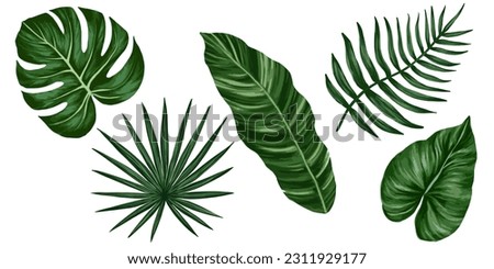Tropical jungle leaves vector set. Monstera, palm leaves. Realistic hand drawn illustration. Isolated on white.