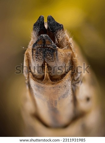 it is a grasshopper's posterior end view. All the details of abdominal end are clearly visible. Photo clicked on 28th May 2023 at Uttar Pradesh state India. picture is also helpful for research work.