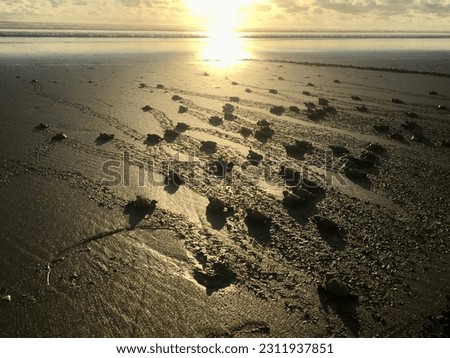 Turtles release: silhouettes of over 50 newborn turtles walking  for the first time heading to the ocean in a sunset evening, the sun rays are reflected on the sand in a beach full of footprints. 