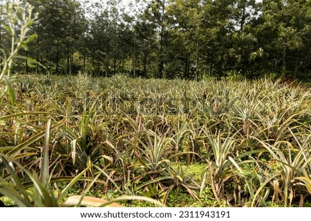 A lush, green pineapple farm with rows of ripe pineapples. The farm is located in a tropical setting with a beautiful blue sky and white clouds.