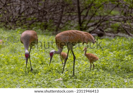 The sandhill crane (Antigone canadensis) with young in the state park. Royalty-Free Stock Photo #2311946413