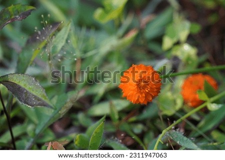 Fox-and-cubs or Pilosella aurantiaca also known as Devil's-paintbrush