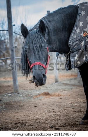 horse portrait running equestrian photoshoot nature shagya arabian