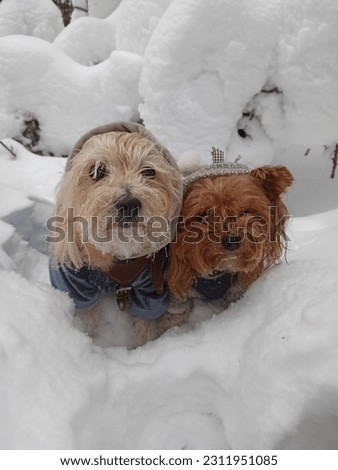 Small beautiful dogs on a walk in winter in the snow, dogs and winter, snow, two dogs