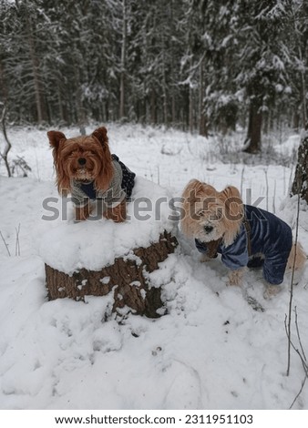 Small beautiful dogs on a walk in winter in the snow, dogs and winter, snow, two dogs