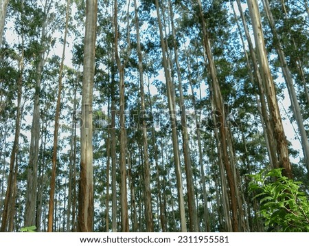 Eucalyptus tree plantation at Ooty, India Royalty-Free Stock Photo #2311955581