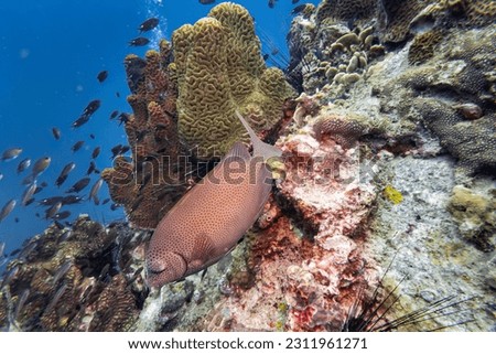 Red spot fish swim and stay at coral and sea anemone in deep blue sea underwater and colurful coral landscape with reef wall and blue water background