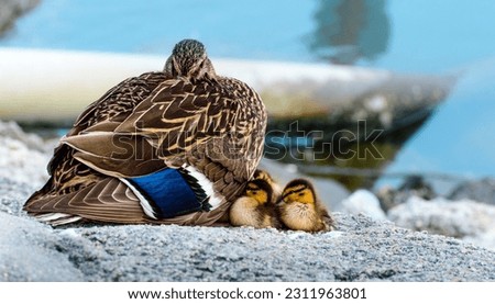 Mother Duck with Caring for her Ducklings at Edge of River Royalty-Free Stock Photo #2311963801