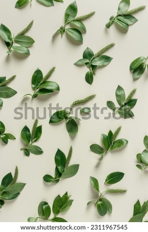 Minimal spring nature pattern, spring tree branches with young green leaves and catkin, Top view new twigs of tree as background. Organic design, ecology concept, natural environment creative flat lay
