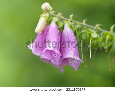 Foxglove (Digitalis purpurea) covered with rain drops. Bell-shaped pink and purple flowers bloom in the summer Royalty-Free Stock Photo #2311970379