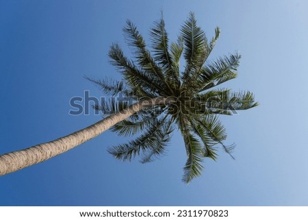Coconut trees against a bright blue sky Royalty-Free Stock Photo #2311970823