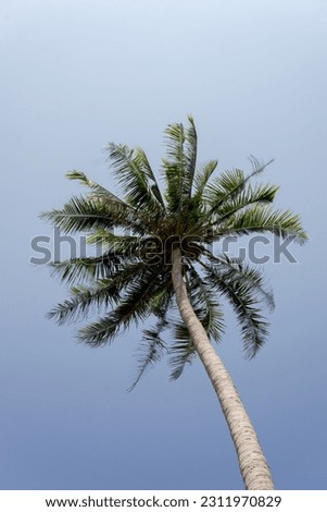 Coconut trees against a bright blue sky Royalty-Free Stock Photo #2311970829