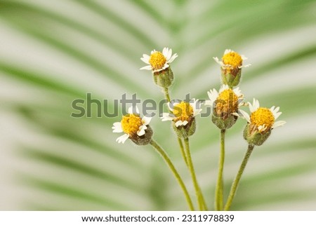 Flower white and yellow color blooming with green background,concept picture for background or wallpaper.