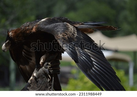 Vibrant Funky Eagle Perched on Glove