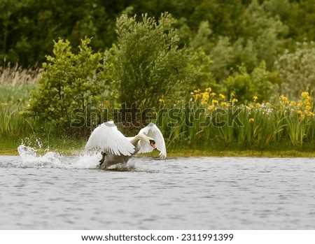 Mute swan on a lake taking off