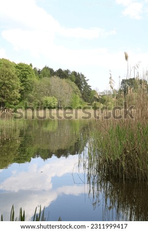 photo lake reflection in the water of the forest, bushes, the sky with clouds