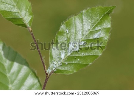 Underside of young beech leaves with Woolly beech aphids (Phyllaphis fagi). Aphids covered with woolly wax. Tribe Macrosiphini. Subfamily Aphidinae. Family Aphids (Aphididae).                          Royalty-Free Stock Photo #2312005069