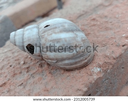 picture of old snail or slug shell
