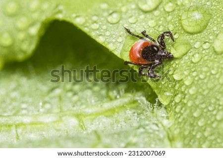 Closeup a castor bean tick parasite on green leaf with water drops. Ixodes ricinus. Wet mite in rain. Transmission of tick-borne diseases as encephalitis, Lyme disease or babesiosis. Danger in nature. Royalty-Free Stock Photo #2312007069
