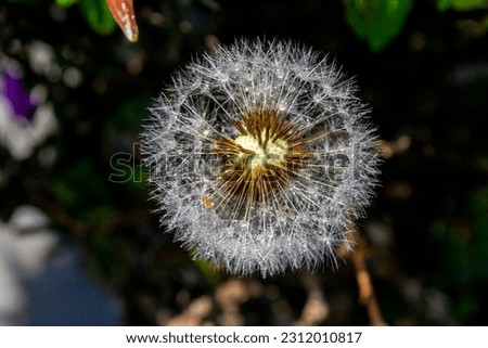 Close-up of a dandelion flower with a few drops of water in the garden.
