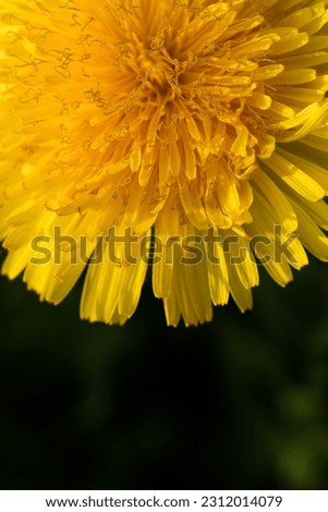   macro shot of yellow flower- dandelion at sunny day