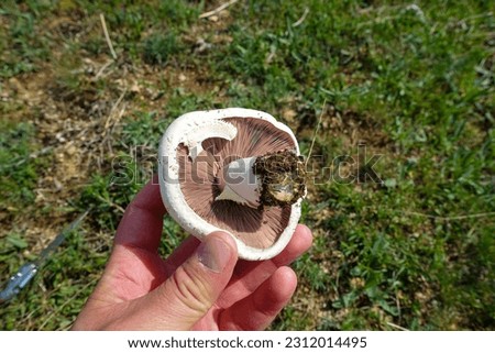 close-up natural edible non-poisonous mushroom,mushroom that grows naturally in the field, Royalty-Free Stock Photo #2312014495