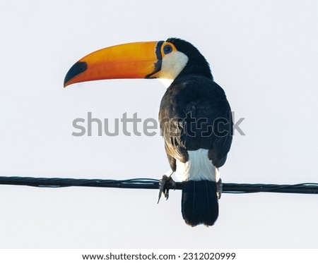 Toucan perched in wire and white background 