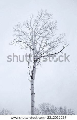 Image of a tree in the dead of winter Royalty-Free Stock Photo #2312031239