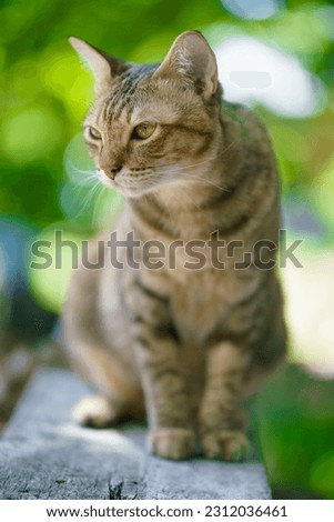 cute brown thai cat close up in green background