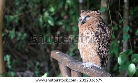 An Owl with Trees Blurry Background