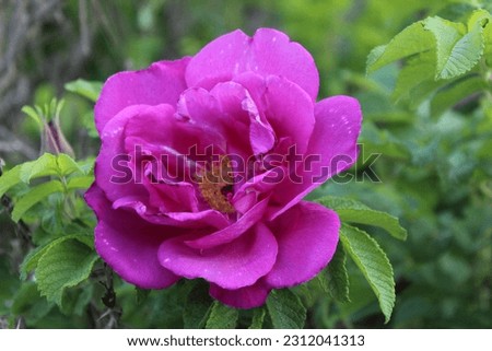 Pink Rose in Full Bloom
