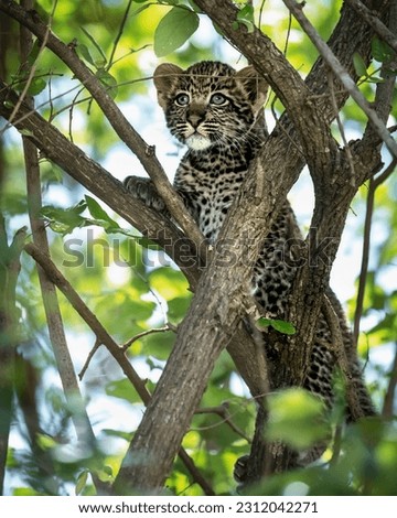 A magnificent little leopard looks out curiously from behind the branches after climbing a tree
