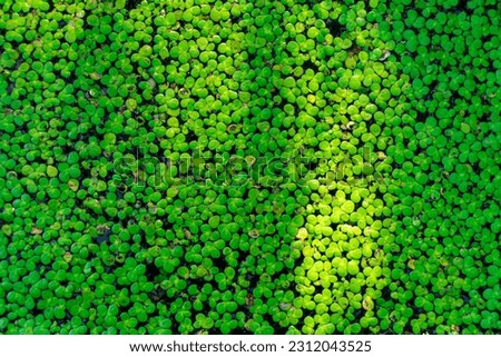 The background of small green duckweed on the water surface in the sun. Green nature background icons for your cover photo and concept.