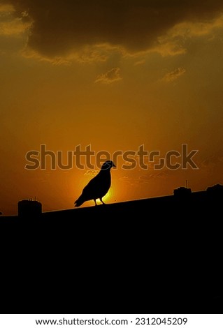  A beautiful silhouette picture of a pigeon in morning 
