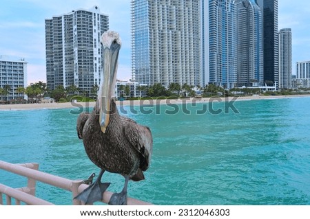 Pelican bird in front of ocean and wealthy beach in the coast of Florida near Miami