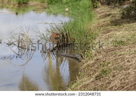 Beautiful scenery of watery area, the edge of a bank by the lake Royalty-Free Stock Photo #2312048731
