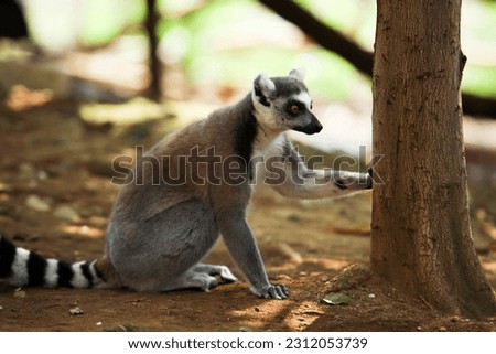 Lemurs are native animals of Madagascar
