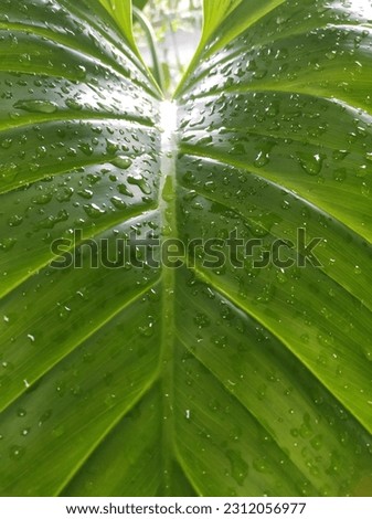 Zoom photo of fresh green leaves with water drops