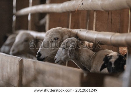Sheep in the sheepfold are waiting to eat. Domba Qurban idul adha Royalty-Free Stock Photo #2312061249