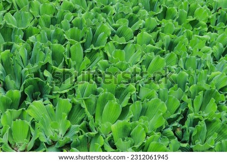The leaves are one part of the plant that grows on twigs or stems and usually grows to berai to heavy. The leaves themselves usually have a green color.