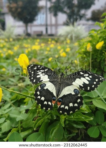 The Best Natural Butterfly images