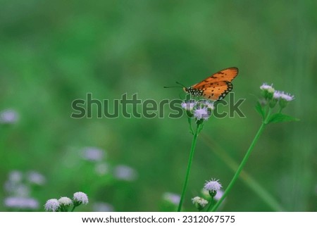 A small butterfly perched on a small flower.  Acraea terpsicore
