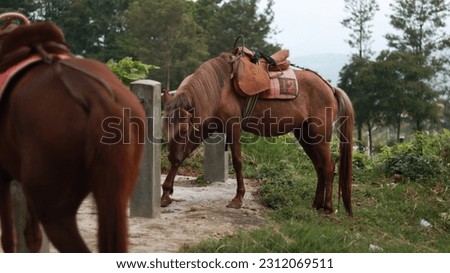 Collection of brown horses standing in the grass, long manes, brown horses galloping, in the sunset light.