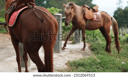 Collection of brown horses standing in the grass, long manes, brown horses galloping, in the sunset light.