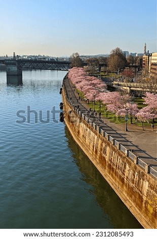 Pink cherry blossoms in bloom along the right side of image split vertically by the waterfront bank of the Willamette River in Portland Oregon, springtime. Bridge in background with copy space.